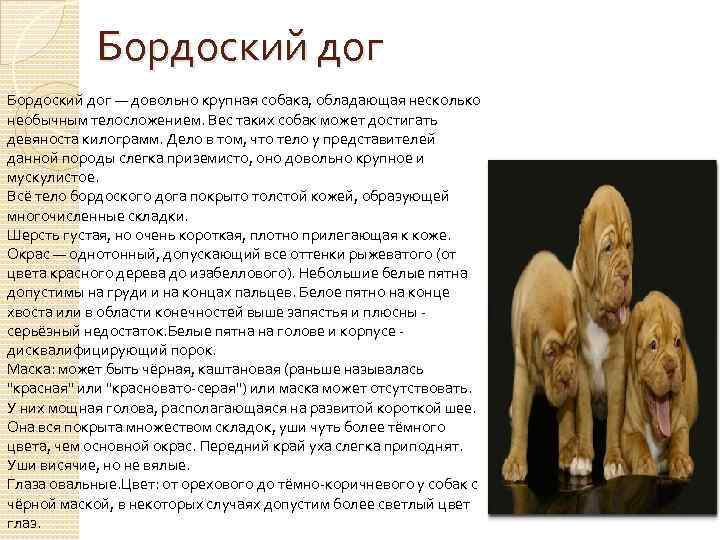 Бордоский дог — довольно крупная собака, обладающая несколько необычным телосложением. Вес таких собак может