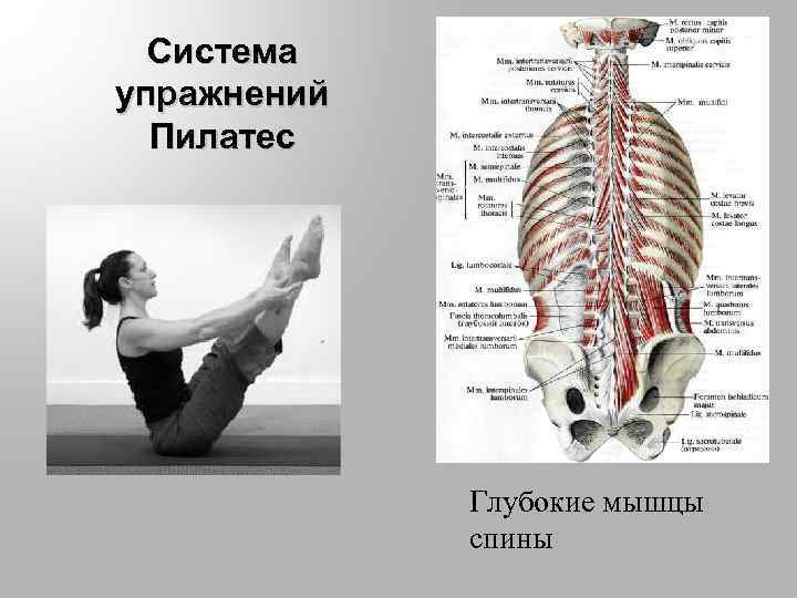 Система упражнений Пилатес Глубокие мышцы спины 