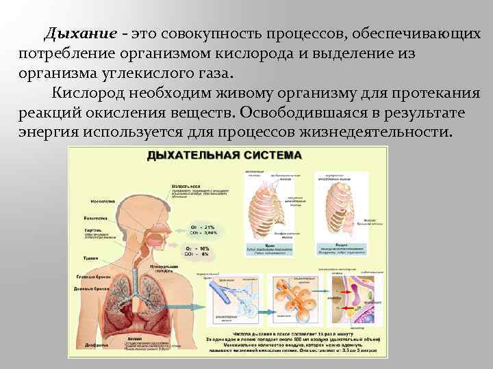 Роль дыхания в жизнедеятельности