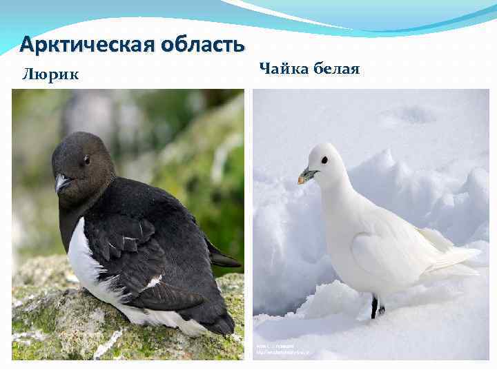 Арктическая область Люрик Чайка белая 
