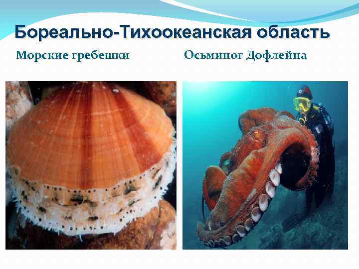 Бореально-Тихоокеанская область Морские гребешки Осьминог Дофлейна 
