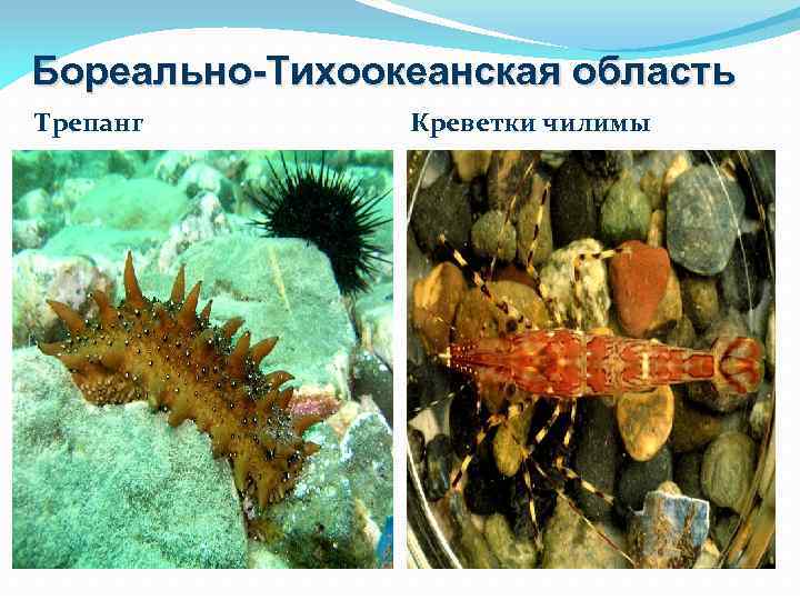 Бореально-Тихоокеанская область Трепанг Креветки чилимы 