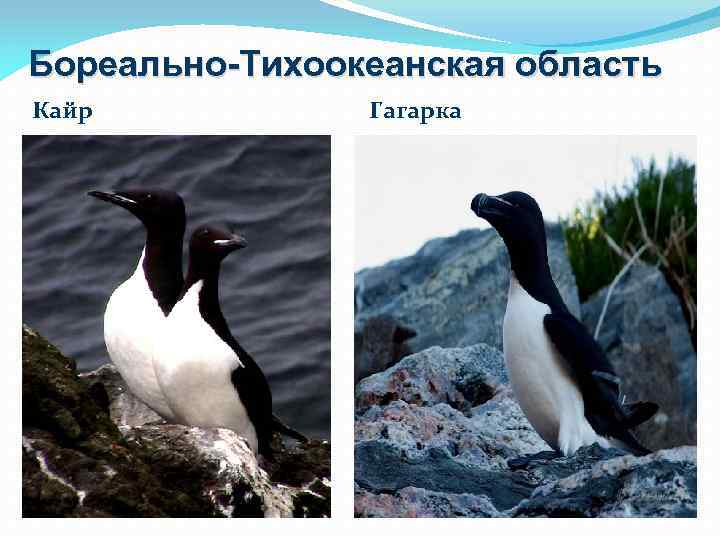 Бореально-Тихоокеанская область Кайр Гагарка 