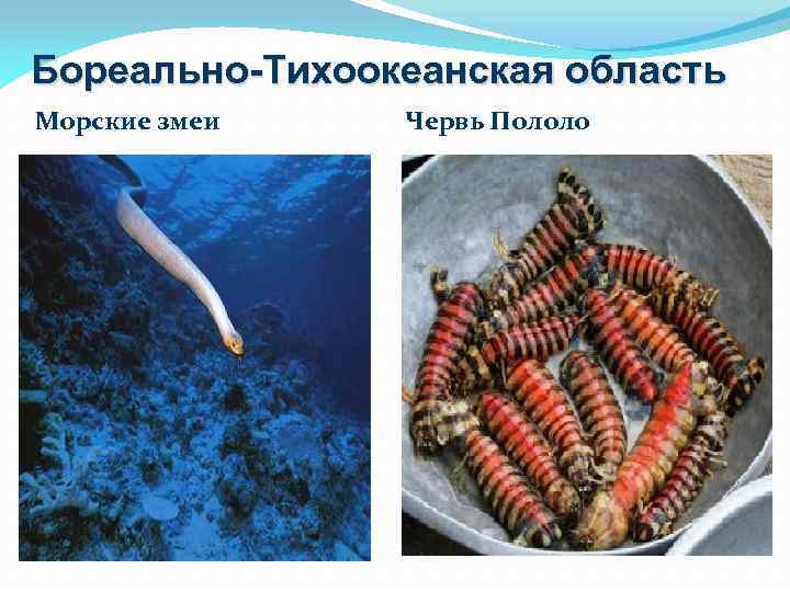 Бореально-Тихоокеанская область Морские змеи Червь Пололо 