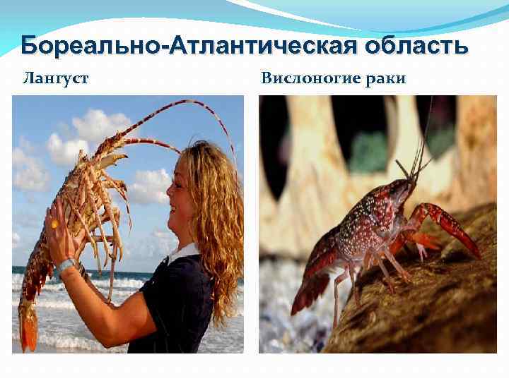 Бореально-Атлантическая область Лангуст Вислоногие раки 