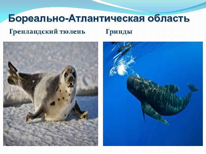 Бореально-Атлантическая область Гренландский тюлень Гринды 