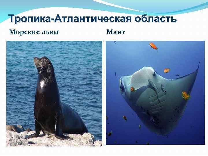 Тропика-Атлантическая область Морские львы Мант 