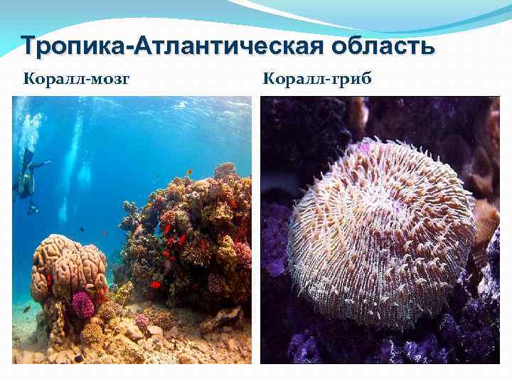 Тропика-Атлантическая область Коралл-мозг Коралл-гриб 