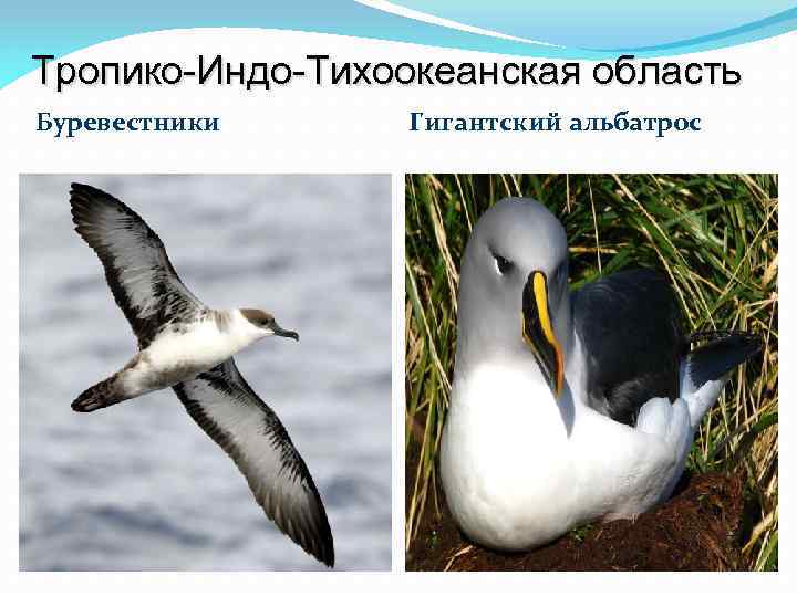 Тропико-Индо-Тихоокеанская область Буревестники Гигантский альбатрос 