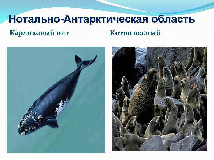 Нотально-Антарктическая область Карликовый кит Котик южный 