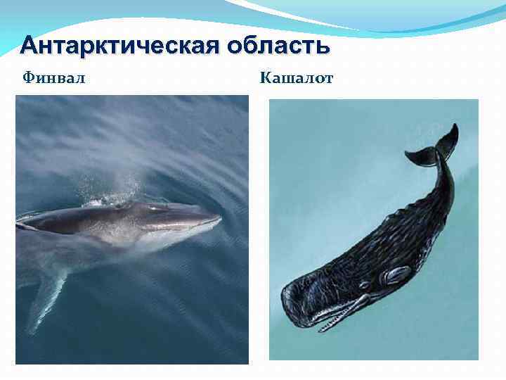 Антарктическая область Финвал Кашалот 