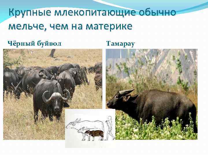 Крупные млекопитающие обычно мельче, чем на материке Чёрный буйвол Тамарау 