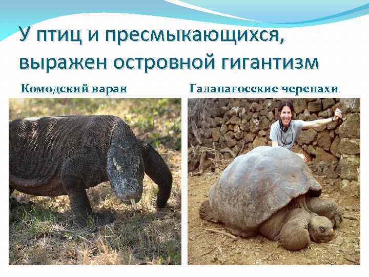 У птиц и пресмыкающихся, выражен островной гигантизм Комодский варан Галапагосские черепахи 