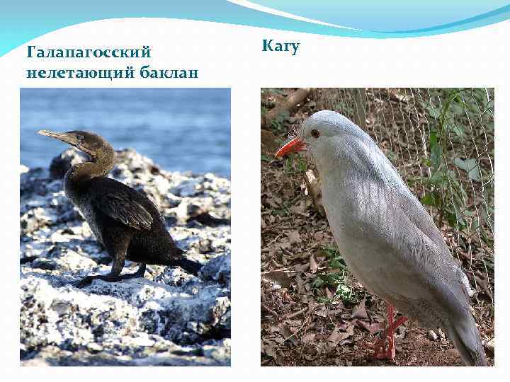 Галапагосский нелетающий баклан Кагу 