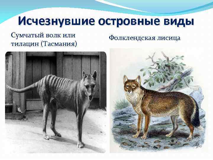 Исчезнувшие островные виды Сумчатый волк или тилацин (Тасмания) Фолклендская лисица 