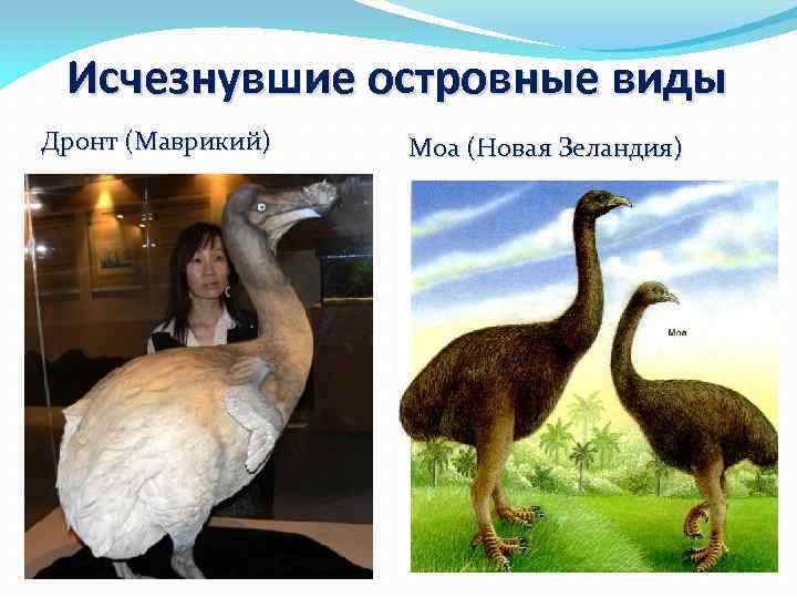 Исчезнувшие островные виды Дронт (Маврикий) Моа (Новая Зеландия) 