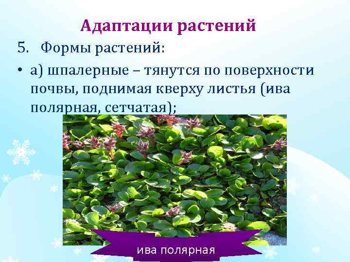 Адаптации растений 5. Формы растений: • а) шпалерные – тянутся по поверхности почвы, поднимая