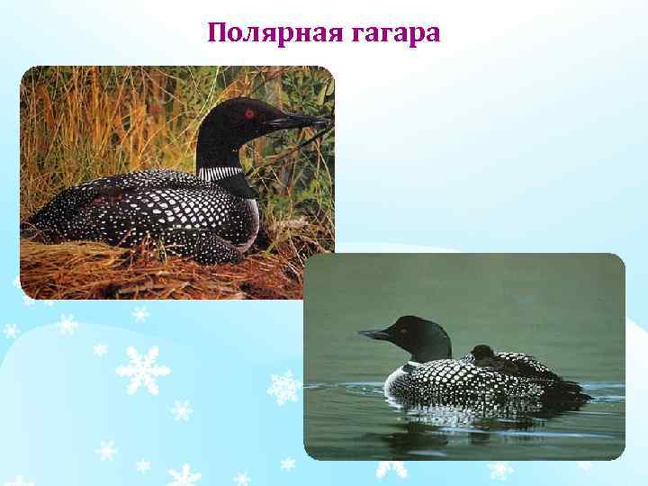 Полярная гагара 