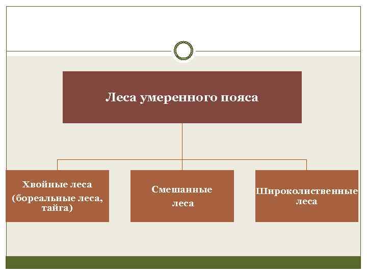 Леса умеренного пояса Хвойные леса (бореальные леса, тайга) Смешанные леса Широколиственные леса 