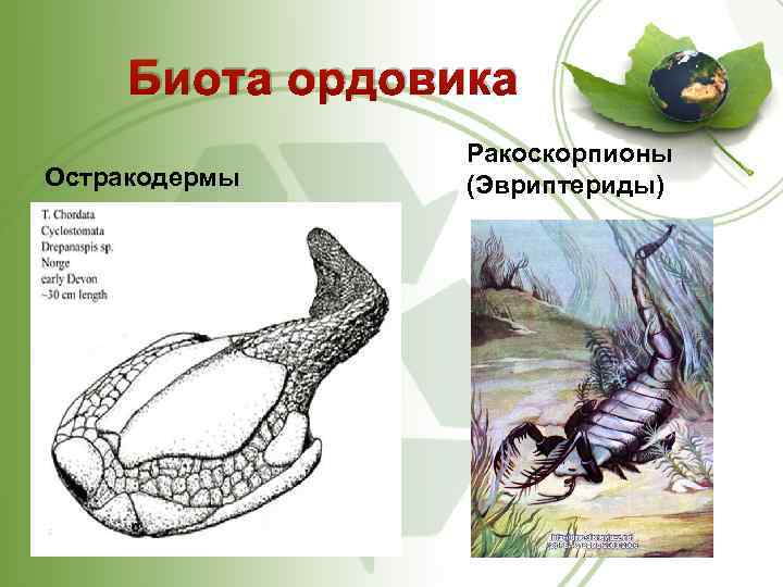 Биота ордовика Остракодермы Ракоскорпионы (Эвриптериды) 