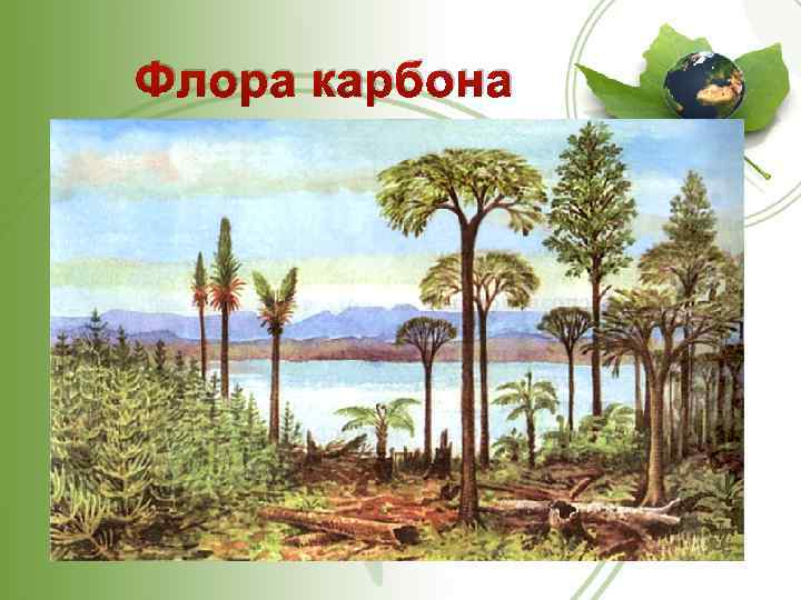 Флора карбона 