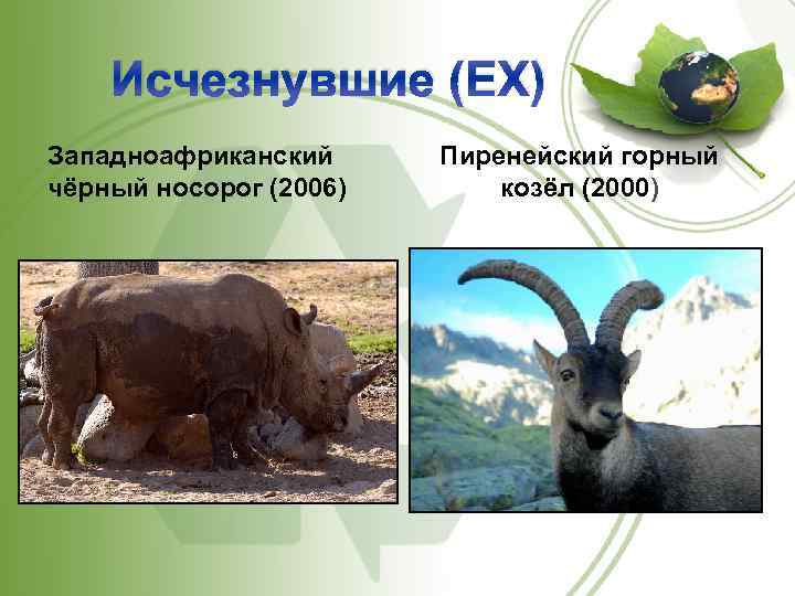 Исчезнувшие (EX) Западноафриканский чёрный носорог (2006) Пиренейский горный козёл (2000) 