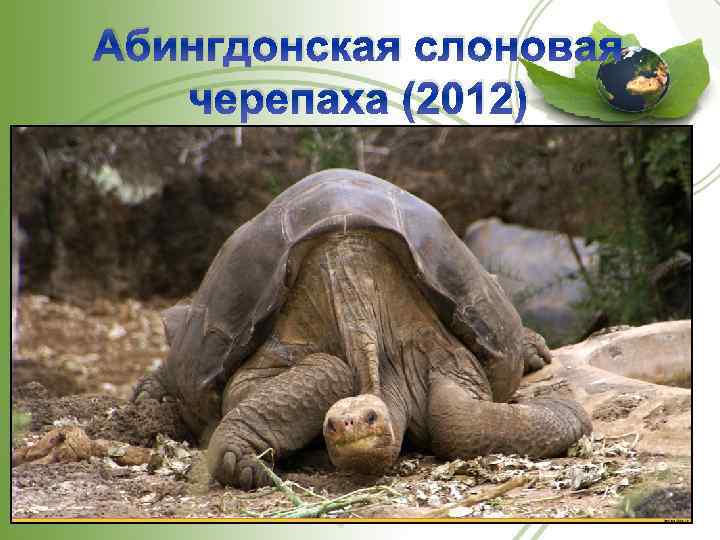 Абингдонская слоновая черепаха (2012) 