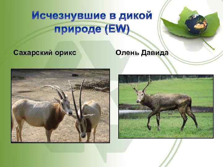 Исчезнувшие в дикой природе (EW) Сахарский орикс Олень Давида 