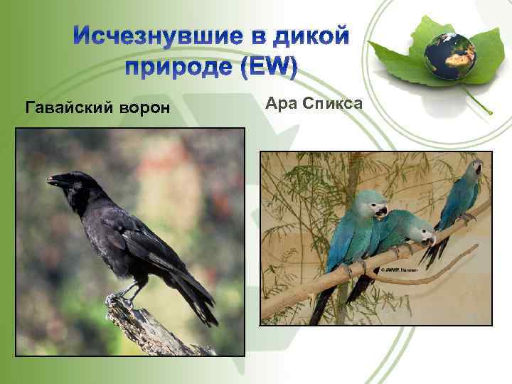 Исчезнувшие в дикой природе (EW) Гавайский ворон Ара Спикса 