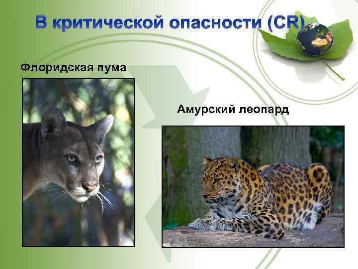 В критической опасности (CR) Флоридская пума Амурский леопард 