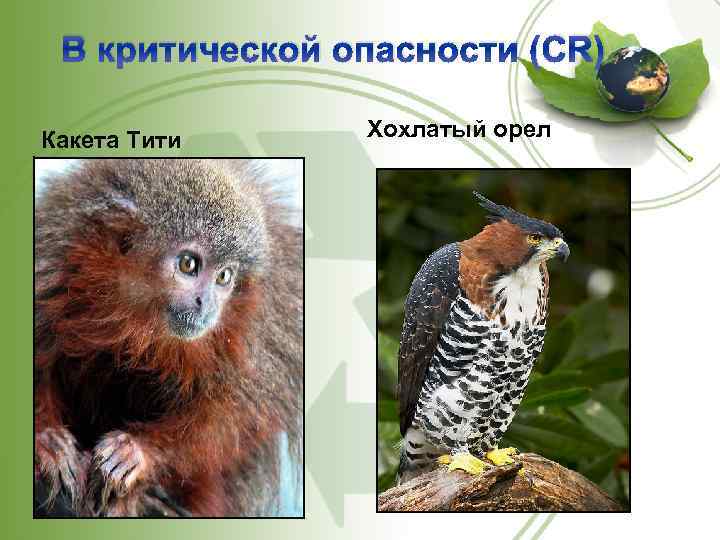 В критической опасности (CR) Какета Тити Хохлатый орел 