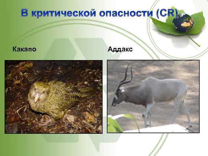 В критической опасности (CR) Какапо Аддакс 