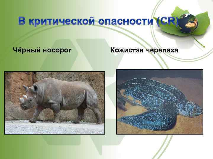 В критической опасности (CR) Чёрный носорог Кожистая черепаха 