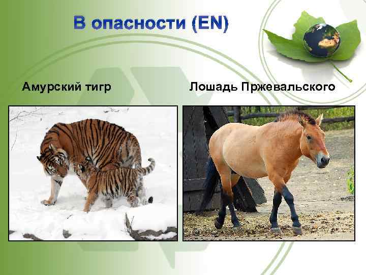 В опасности (EN) Амурский тигр Лошадь Пржевальского 