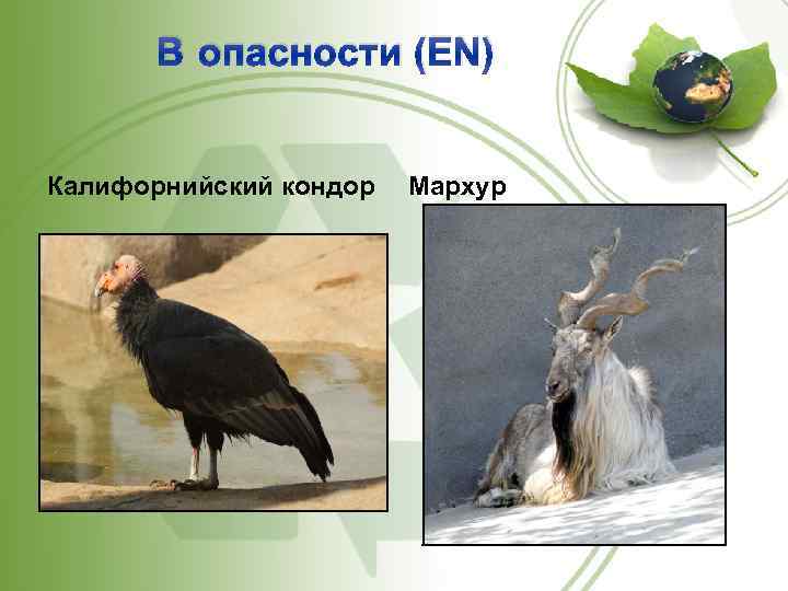 В опасности (EN) Калифорнийский кондор Мархур 