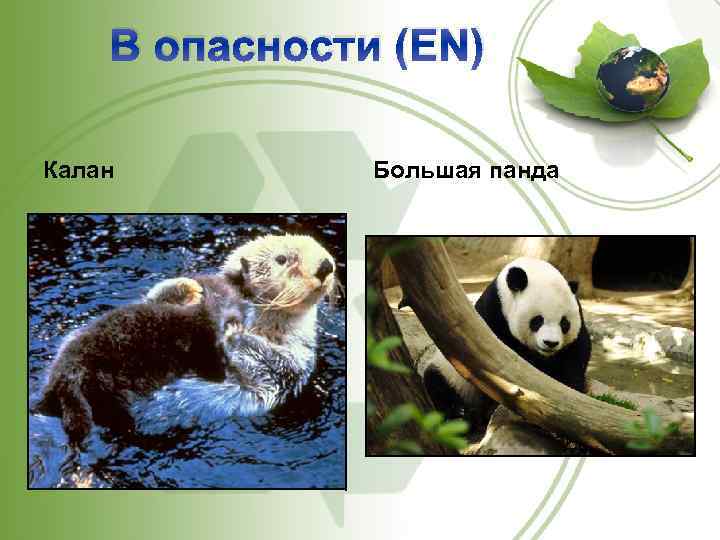 В опасности (EN) Калан Большая панда 