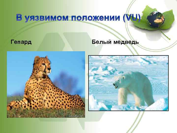 В уязвимом положении (VU) Гепард Белый медведь 