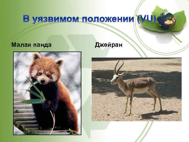 В уязвимом положении (VU) Малая панда Джейран 