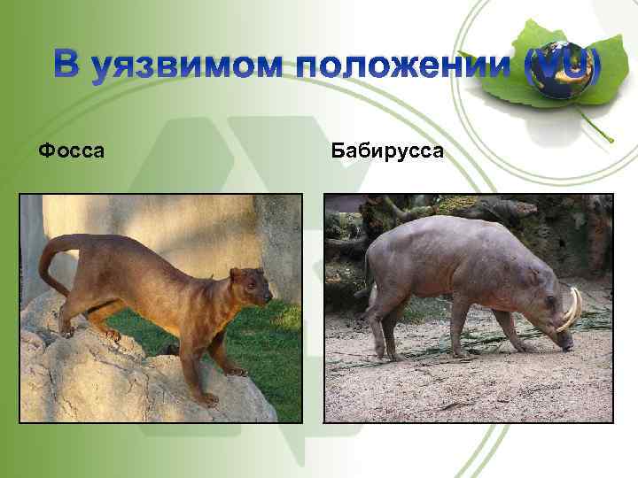 В уязвимом положении (VU) Фосса Бабирусса 