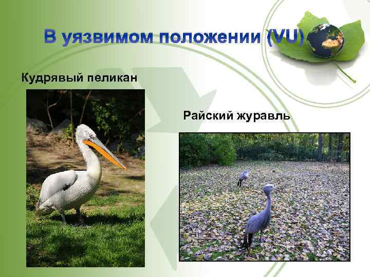 В уязвимом положении (VU) Кудрявый пеликан Райский журавль 