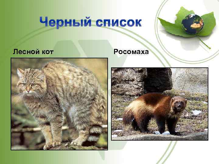 Черный список Лесной кот Росомаха 