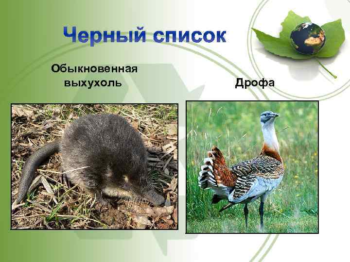 Черный список Обыкновенная выхухоль Дрофа 