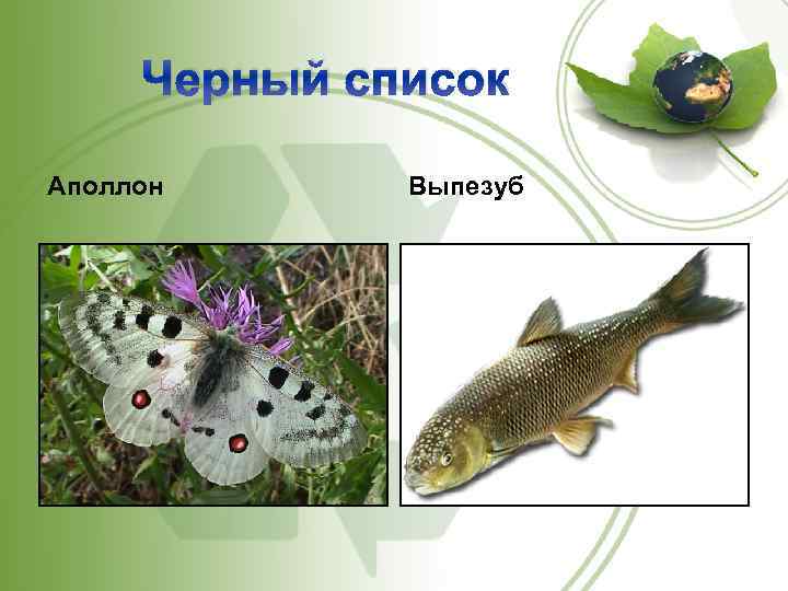 Черный список Аполлон Выпезуб 