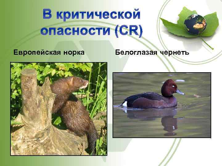 В критической опасности (CR) Европейская норка Белоглазая чернеть 
