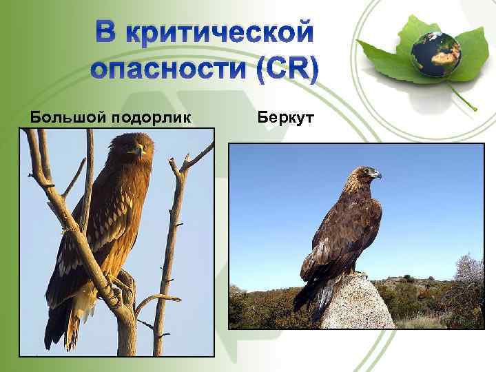 В критической опасности (CR) Большой подорлик Беркут 