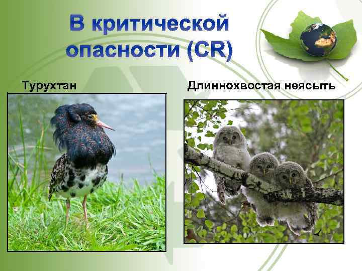 В критической опасности (CR) Турухтан Длиннохвостая неясыть 