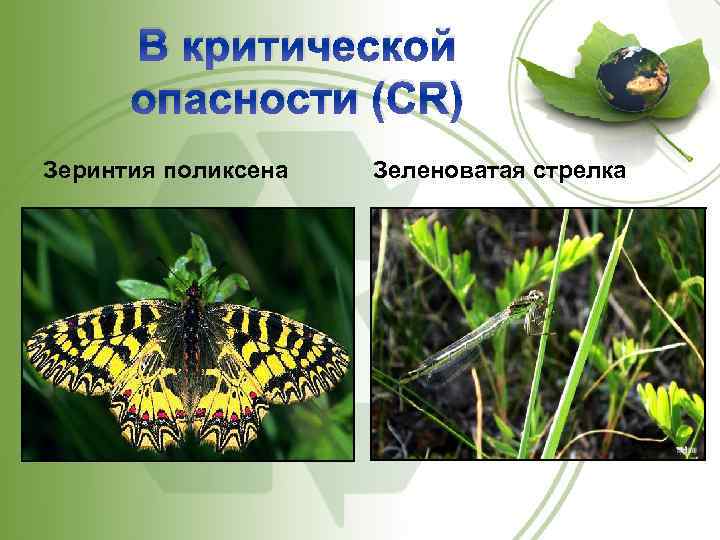 В критической опасности (CR) Зеринтия поликсена Зеленоватая стрелка 