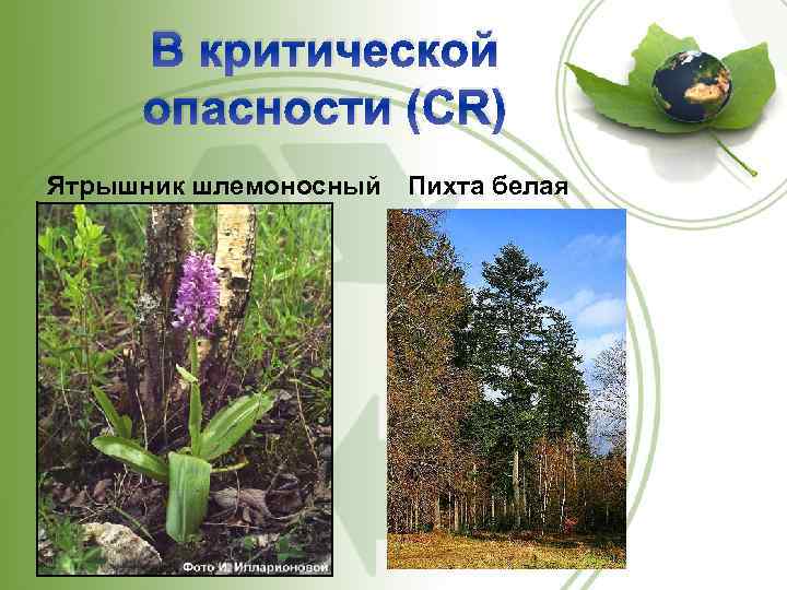 В критической опасности (CR) Ятрышник шлемоносный Пихта белая 