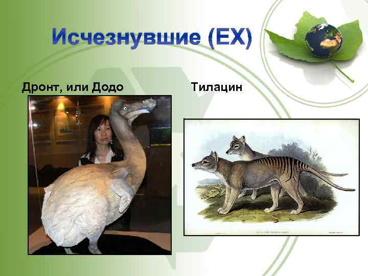 Исчезнувшие (EX) Дронт, или Додо Тилацин 