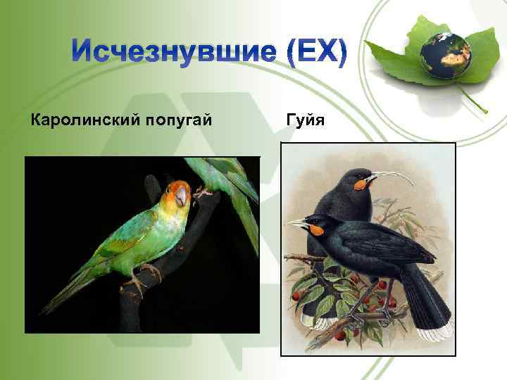 Исчезнувшие (EX) Каролинский попугай Гуйя 